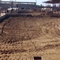 کود گاوی پاک بدون ناخالصی|خدمات باغبانی و درختکاری|بم, |دیوار