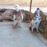 کبوترطوقی شازده وچپ سیاه