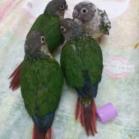 جوجه گرینچیک یلوساید رد سرلاکی چهل روزه|پرنده|شیراز, شهرک ولیعصر|دیوار