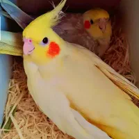 عروس هلندی مولد