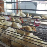 بوقلمون بیوتی ۲۵روزه