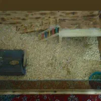 قفس بزرگ جونده مناسب خرگوش و خوکچه هندی و همستر|لوازم جانبی حیوانات|اسلام‌شهر, شهرک واوان|دیوار