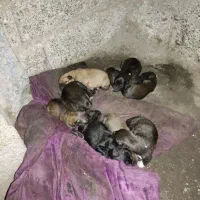 سگ ژرمن