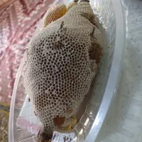 عسل وحشی باشاخه|خوردنی و آشامیدنی|اهواز, دغاغله|دیوار