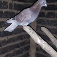 تعدادی کبوتر پرشی