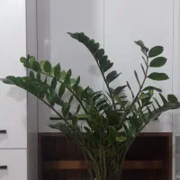 *(طرح تعویض پسماند با گل و گلدان)*