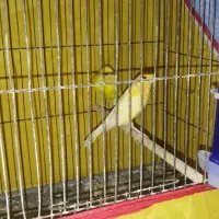 پرنده|پرنده|بندر امام خمینی, |دیوار