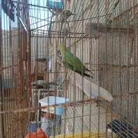 طوطی ماده|پرنده|چابهار, |دیوار