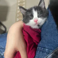 واگذاری رایگان گربه تاکسیدو نر ۳ ماهه|گربه|اندیشه, اندیشه فاز ۴|دیوار