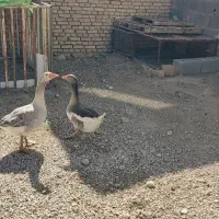 غاز|حیوانات مزرعه|بروجن, |دیوار