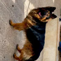 فروشی ژرمن شپر شولاین بلک فیس|سگ|صباشهر, |دیوار