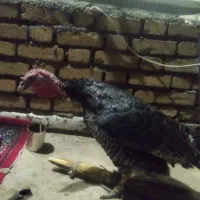 بوقلمون ماده