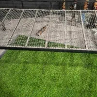 8 عدد تخت با این طرح و مدل