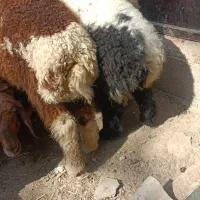 بره نر ماده    گوسفند گاو گاومیش بز