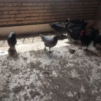 مرغ
