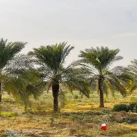 گروه نخلستان  سازی جدید