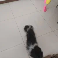 سگ یک ساله باهوش شیتزو|سگ|فردیس, قریشی|دیوار