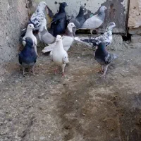 کبوتر|پرنده|سبزوار, کلاته سیفر|دیوار