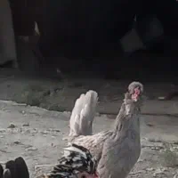 مرغ گلین طوسی فول