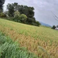 زمین خانه و محوطه و شالیزار|فروش زمین و ملک کلنگی|رشت, نظری|دیوار