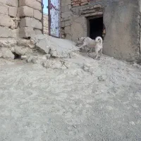 پاکوتاه فروشی ماده|سگ|تکاب, |دیوار