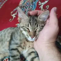 گمشده|گربه|خرم‌آباد, |دیوار