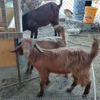 کهره ماده|حیوانات مزرعه|وحدتیه, |دیوار