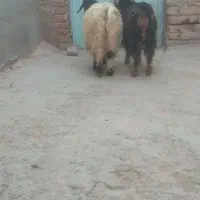 2عدد بزغاله|حیوانات مزرعه|بناب, |دیوار