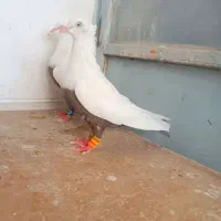 کبوتر سینه قهوه‌ای