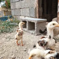 جوجه لاری