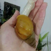 حلزون مولد و خاک مخصوص حلزون و تخم حلزون