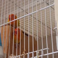 یک جفت کوتوله برزیلی