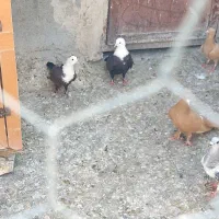 کربلایی