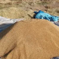 چلتوک چمپا دروهان درجه یک