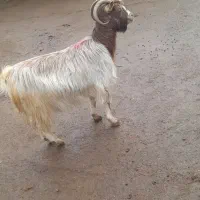 یک عدد بز|حیوانات مزرعه|نوشهر, |دیوار