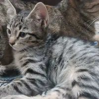 واگذاری بچه گربه دو ماهه|گربه|تهران, تهرانپارس غربی|دیوار