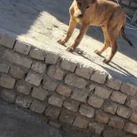 سگ پیتبول نژاد خوب ۲ماه هست با تغذیه سالم|سگ|نیشابور, گنبد سبز|دیوار