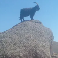 بز نر|حیوانات مزرعه|اردبیل, |دیوار