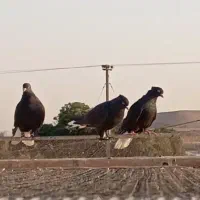 زاغ دم سفید زرد حندقی|پرنده|قم, زنبیل آباد|دیوار