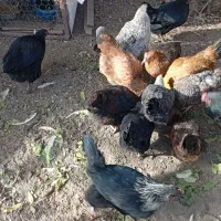 14عددمرغ رسمی تخم گذارفروشی|حیوانات مزرعه|تفرش, |دیوار