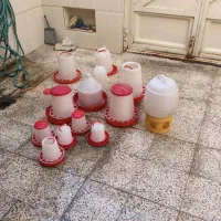 ظرف آب گندم مرغ خروس
