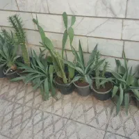 فروش گل|گل و گیاه طبیعی|شیراز, کیان شهر|دیوار