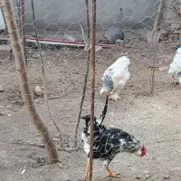 ۳ عدد خروس گلین اصل همشون میخونن|حیوانات مزرعه|رستمآباد, |دیوار