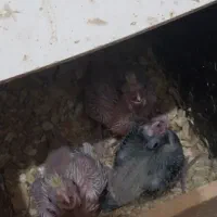 عروس هلندی|پرنده|بندر ماهشهر, |دیوار