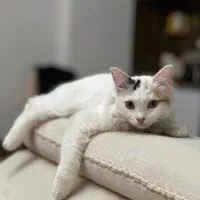 گربه نر نیازمند