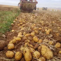 سیب زمینی فریدن