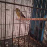 قناری نر .معاوضه با کفتر وفروش|پرنده|مسجد سلیمان, |دیوار