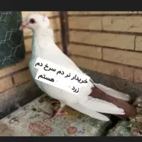 نر دم گلی دم زرد
