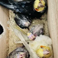 فروش عروس هلندی