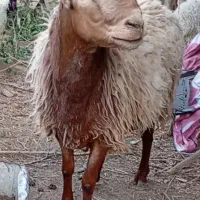 کود گوسفندی تازه و تمیز